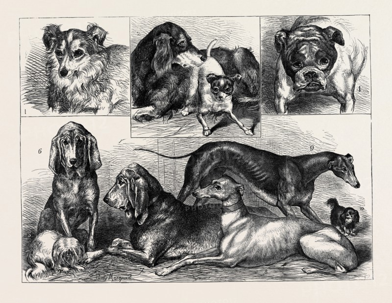 PRIZE DOGS AT THE CRYSTAL PALACE SHOW: 1. "MYRTLE," SHEEPDOG, SECOND PRIZE; 2. "LANG," SETTER, FIRST PRIZE; 3. "SPOT," FOX-TERRIER, FIRST PRIZE; 4. "AJAX," BULLDOG, FIRST PRIZE; 5. "MOPSY," MALTESE, FIRST PRIZE; 6. "DINGLE," BLOODHOUND (FEMALE), FIRST PRIZE; 7. "ROSWELL," BLOODHOUND (MALE), FIRST PRIZE; 8. GREYHOUND (FEMALE), FIRST PRIZE; 9. GREYHOUND (MALE), FIRST PRIZE; 10. "CHARLIE," KING CHARLES' SPANIEL, SECOND PRIZE