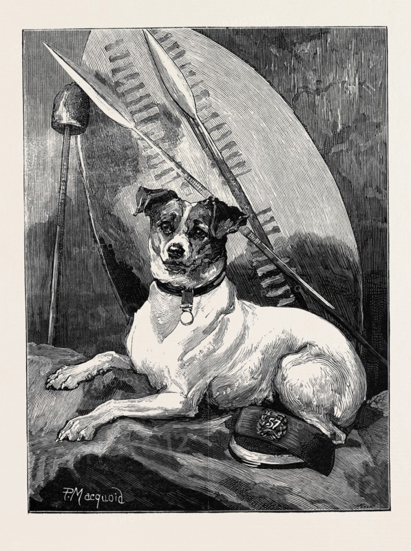 "TOTTIE," A REGIMENTAL PET