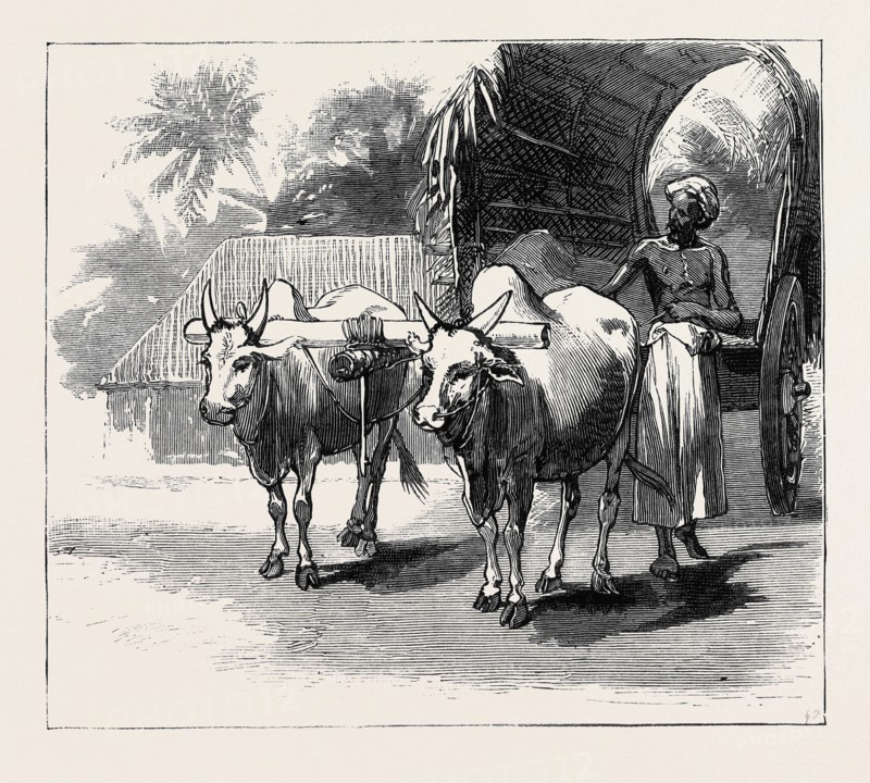 ROUND THE WORLD YACHTING IN THE "CEYLON", CEYLON: A BULLOCK-CART