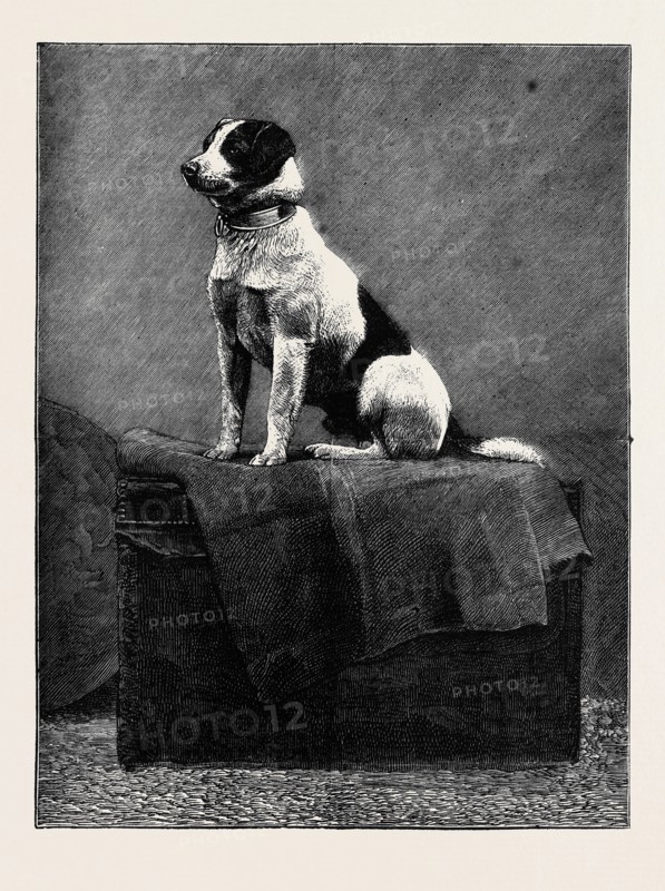 AN ADVENTUROUS DOG: "RAILWAY JACK" (RECENTLY RUN OVER AND WOUNDED AT NORWOOD STATION)