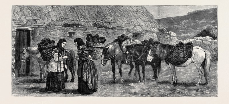 THE DUKE OF EDINBURGH IN THE SHETLAND ISLANDS: SHETLAND PONIES