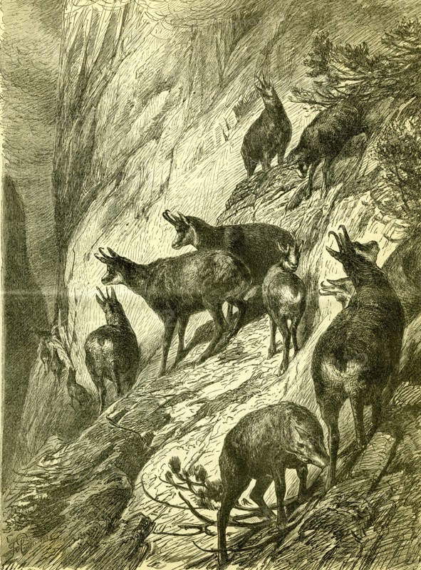 Chamois, Austria, 1891