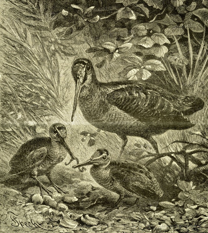 Woodcock, Austria, 1891