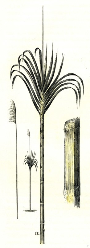 Gynerium Saccharoides, 1869, Peru