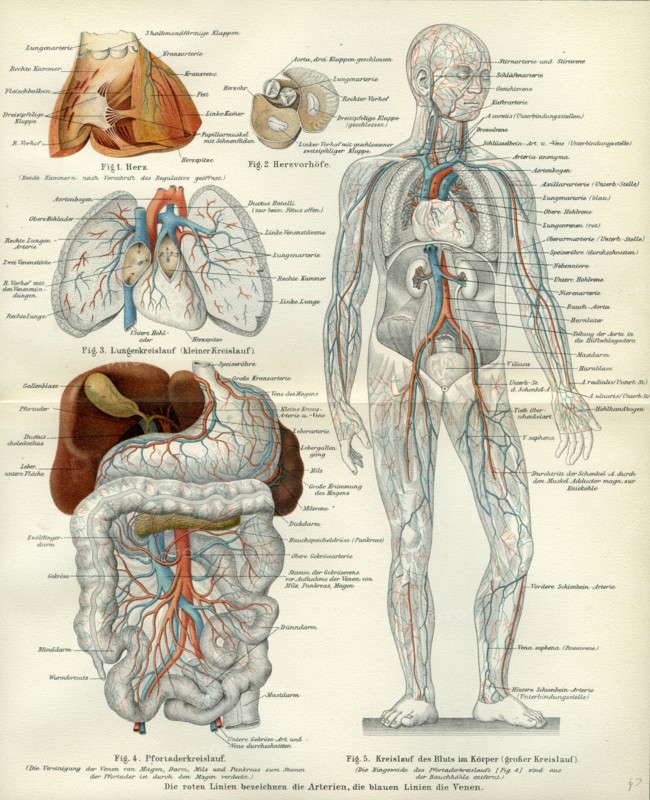 Blood vessels, 19th century, medical, biology, human body, intestines