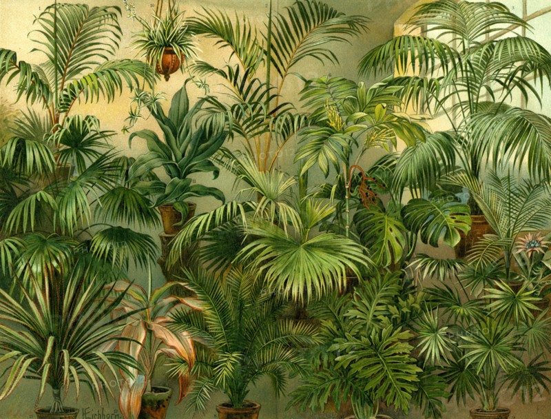Plants, 19th century, kentia baueri, chrysalidocarpus (hyophorbe) lutescens, howea (kentia) forsteriana, trachycarpus (chamaerops) excelsa, livistona chinensis, chamaedorea hybrida, cocos weddelliana, phoenix canariensis, livistona (corypha) australis, chlorophytum sternbergianum, dracaena rothiana, dracaena terminalis rosea, pandanus utilis, monstera deliciosa, philodendron bipinnatifidum, aechmea rhodocyanea