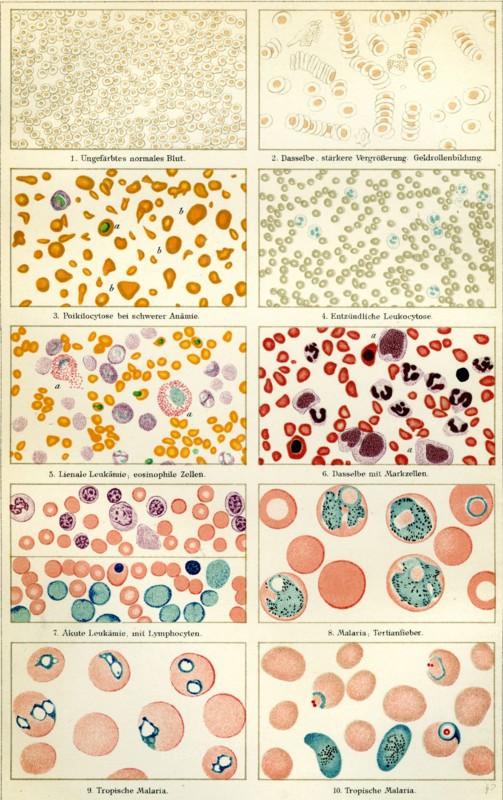 Blood and blood movement, 19th century, blood, blood cell