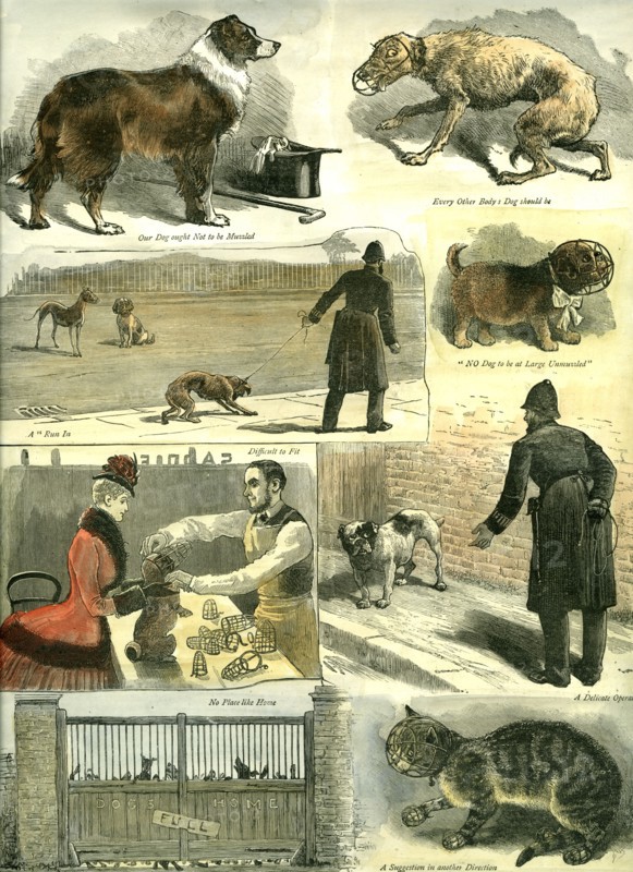 Dogs, U.K., police regulations, 1885, cat, man, woman, hat, cane