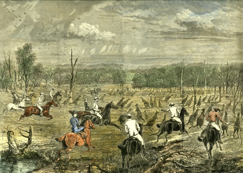 Australia, Kangaroo Hunt, 1880
