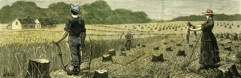 Canada, Wheat Harvest in new land, 1880