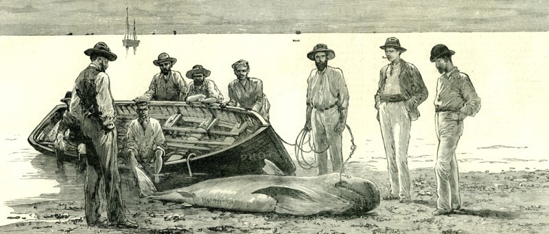 Caribbean Sea, 1885, Shark Fishing, Fish