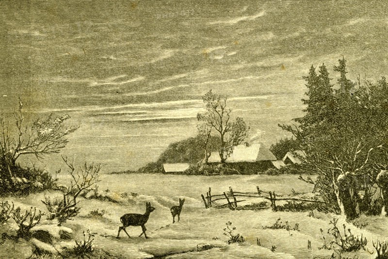 Winter Time, Deer, Austria, 1891