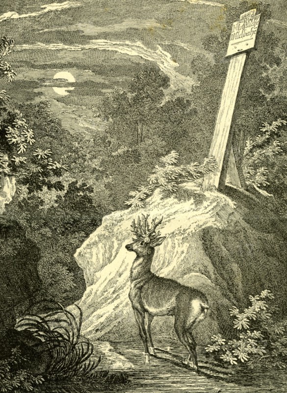 Stag, Austria, 1891