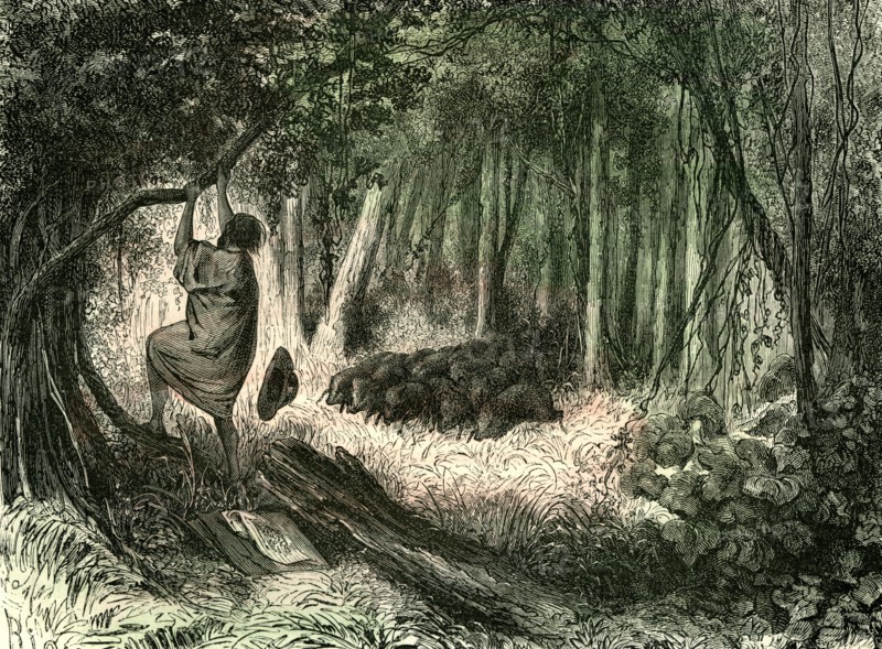 Pecaris, peru, 1869