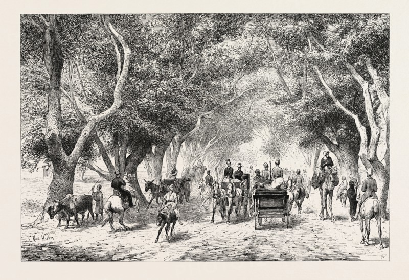 The avenue at Shoobra,  Egypt, engraving 1879