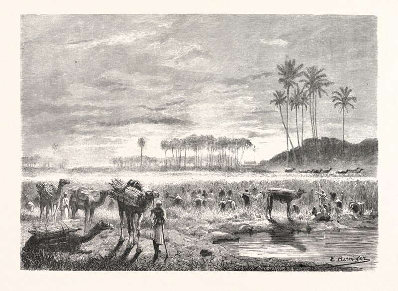 SUGAR-CANE HARVEST. Egypt, engraving 1879