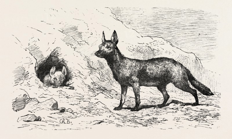 EGYPTIAN WOLF, DEEB. Egypt, engraving 1879