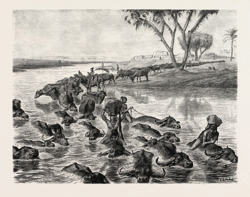BUFFALOES WATERED IN THE NILE. Egypt, engraving 1879