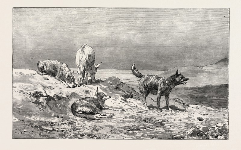 VILLAGE DOGS. Egypt, engraving 1879