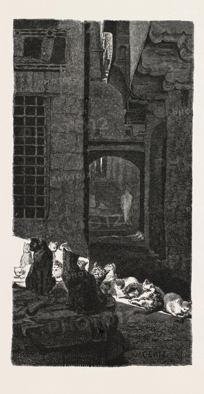 A CONGRESS OF CATS IN THE SUN. Egypt, engraving 1879