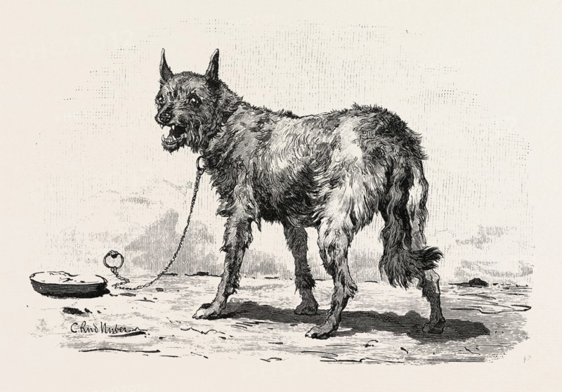 A DOG AT ERMENT. Egypt, engraving 1879