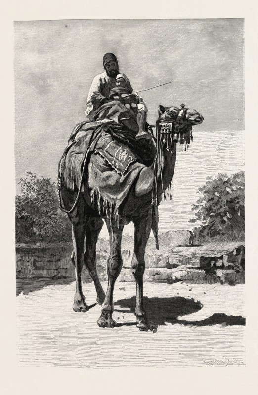 CAMEL RIDER. Egypt, engraving 1879