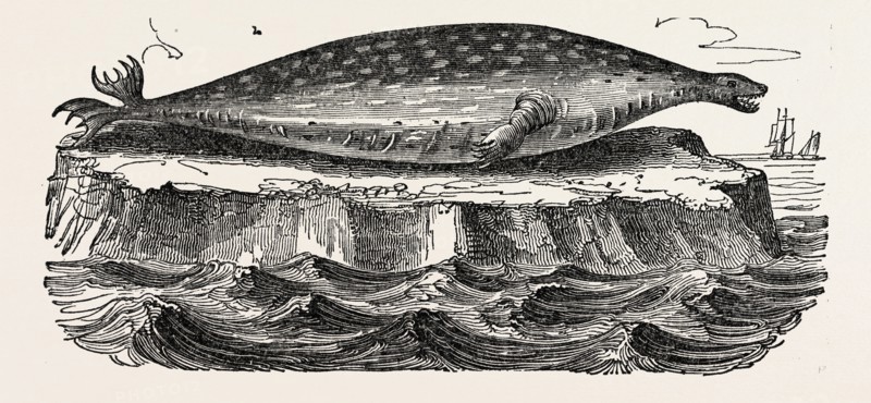 The Sea-leopard, Sea leopard