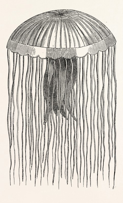 MEDUSA PELLUCENS. One quarter the size of nature.