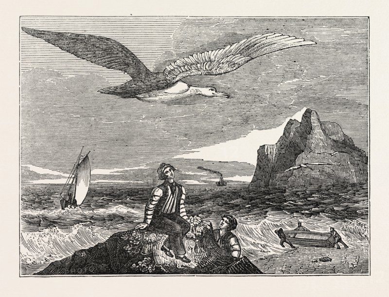 THE WANDERING ALBATROSS
