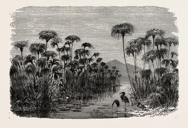 SCENE ON A TRIBUTARY OF THE NILE (BULRUSHES, IBIS), EGYPT