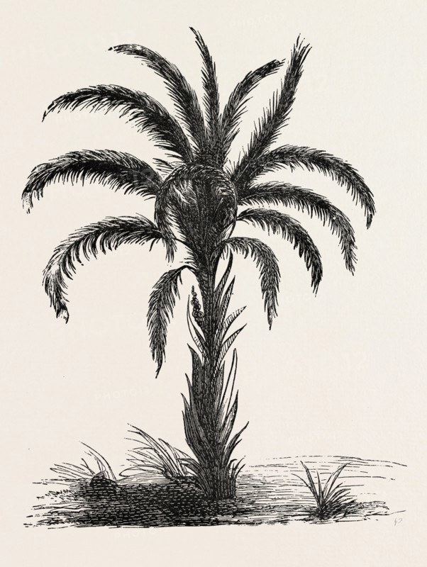 OIL-PALM (Eloeis Guineensis). Elaeis is a genus of palms containing two species, called oil palms. They are used in commercial agriculture in the production of palm oil. The African oil palm Elaeis guineensis (the species name guineensis referring to its country of origin) is the principal source of palm oil, it is native to west and southwest Africa, occurring between Angola and Gambia.