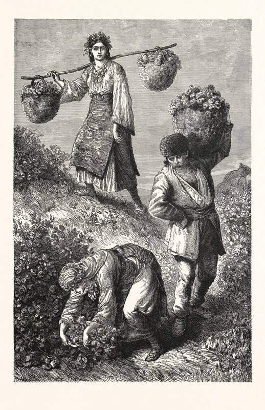 GATHERING ROSES IN ROUMELIA. Rumelia (Turkish : Rumeli; Albanian : Rumelia; Bosnian, Serbian, Rumelija, Rumeliya) was a historical term describing the area now referred to as the Balkans or the Balkan Peninsula when it was administrated by the Ottoman Empire.