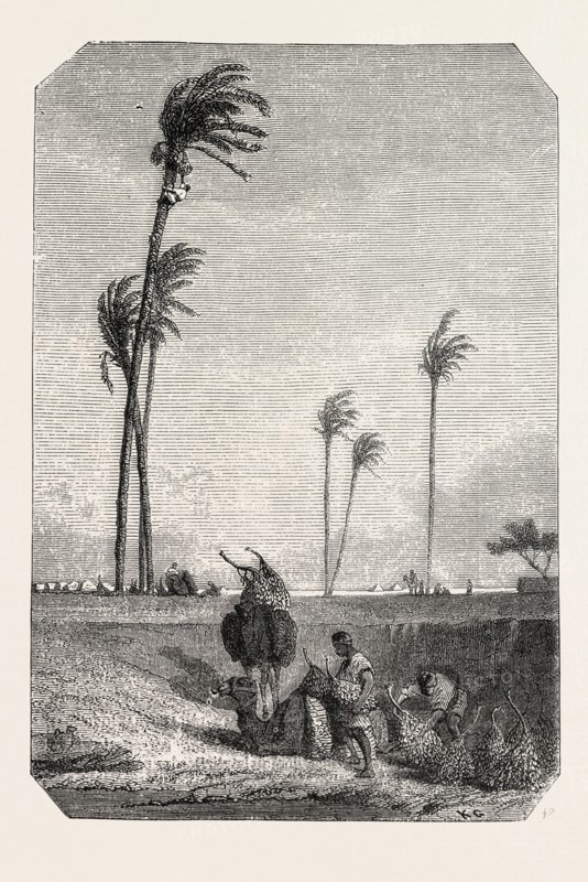 Harvest dates in Egypt, painting by Karl Girardet. engraving 1855