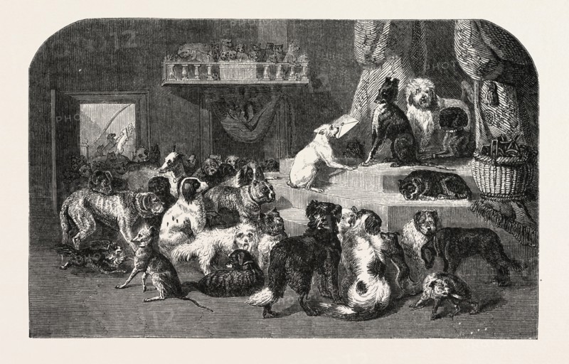petition by dogs. engraving 1855