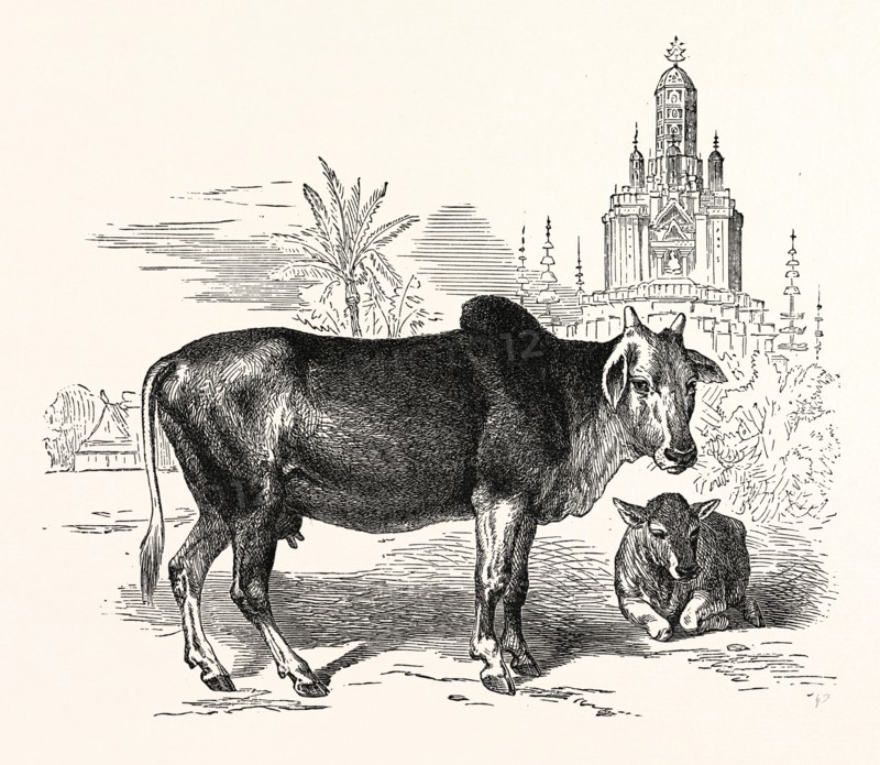 THE INDIAN ZEBU (Bos indicus). Sometimes known as humped cattle or Brahmin cattle, are a type of domestic cattle originating in South Asia, particularly the Indian subcontinent. India