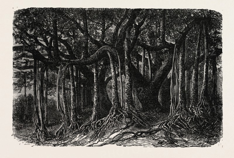 THE GREAT BANYAN, OR SACRED TREE, OF INDIA (Ficus indica). A banyan (also banian) is a fig that starts its life as an epiphyte (a plant growing on another plant) when its seeds germinate in the cracks and crevices on a host tree (or on structures like buildings and bridges). "Banyan" often refers specifically to the Indian banyan or Ficus benghalensis, the national tree of India.