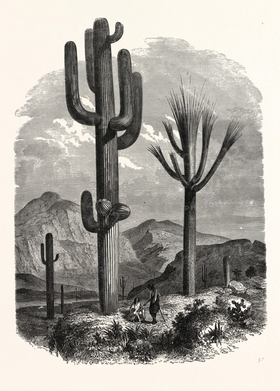 THE CEREUS GIGANTEUS, OR MONUMENTAL CACTUS
