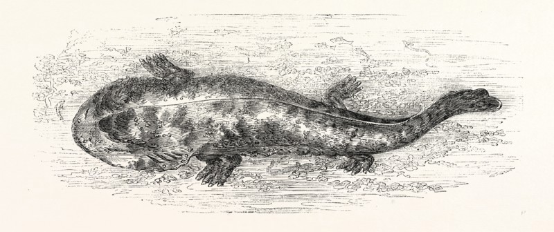THE SALAMANDER