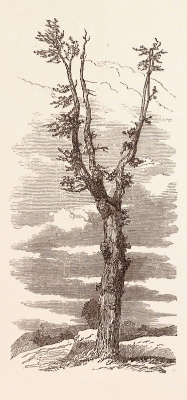 L'arbre de Wellington