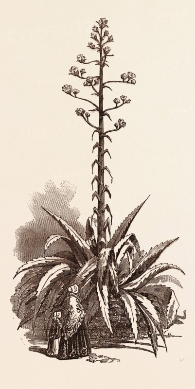 AMERICAN ALOE IN BLOOM, AT CLOYNE HOUSE, UK, britain, british, europe, united kingdom, great britain, european