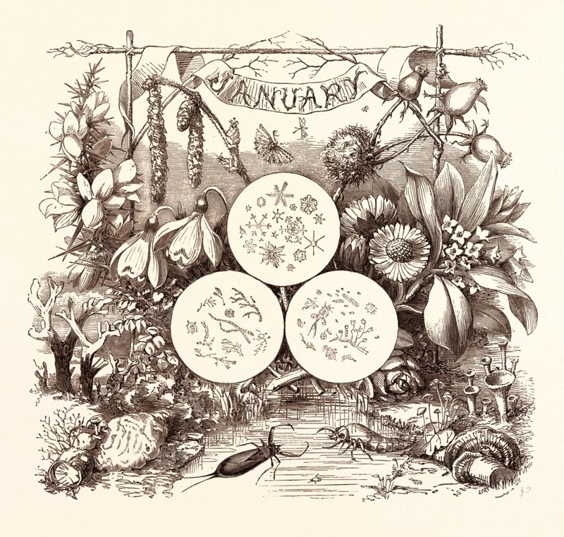 JANUARY, calendar, year, month, monthly