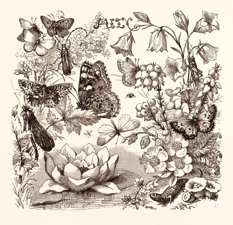 JULY, calendar, year, month, monthly