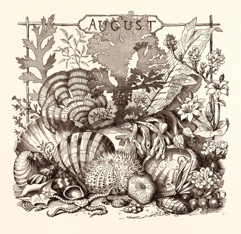 AUGUST, calendar, year, month, monthly