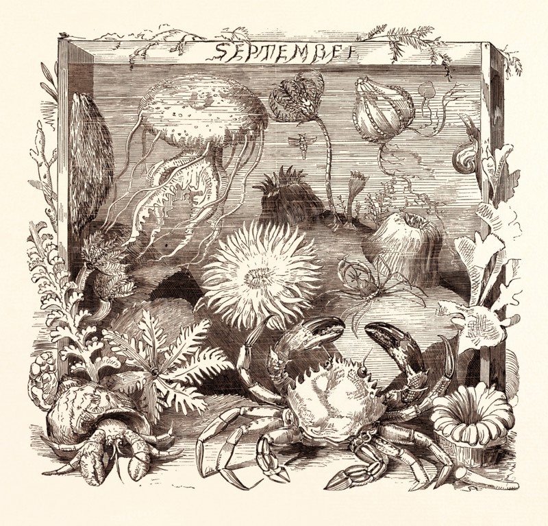 SEPTEMBER, calendar, year, month, monthly