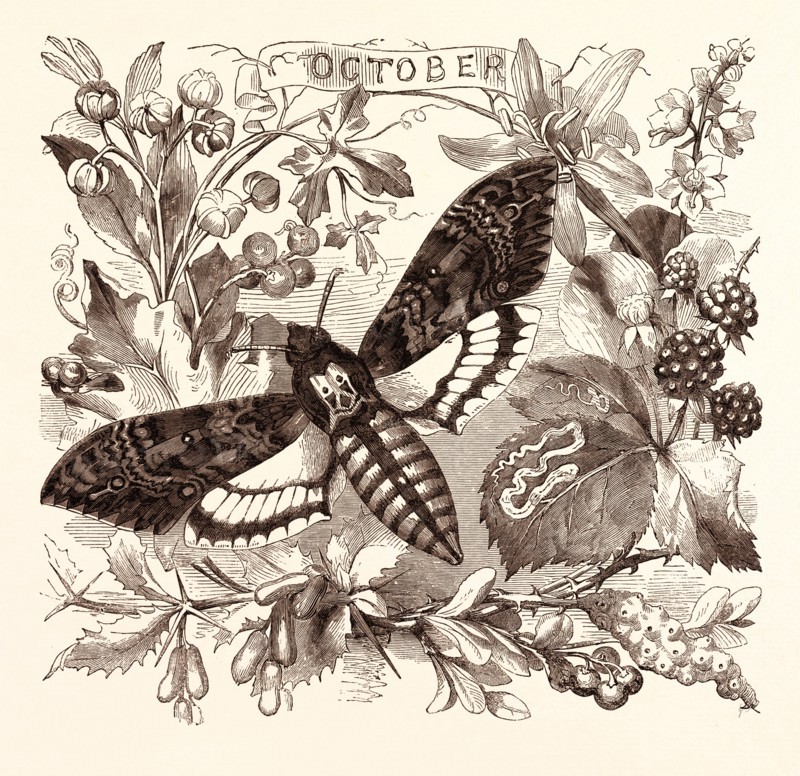 OCTOBER, calendar, year, month, monthly