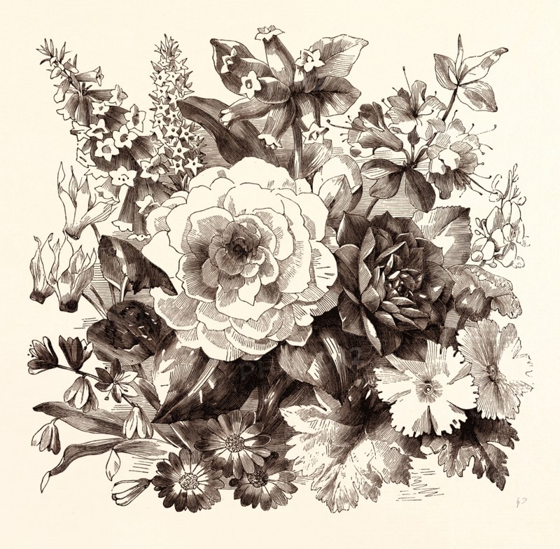MARCH. Epacris delicata E. purpurescens. Cyclamen persicum. Scilla praecox. Burchellia Capensis. Camellia Countess of Orkney C. imbricata. Cineraria. Azalea Amoena. Cytisus racemosus. Primula sinensis.