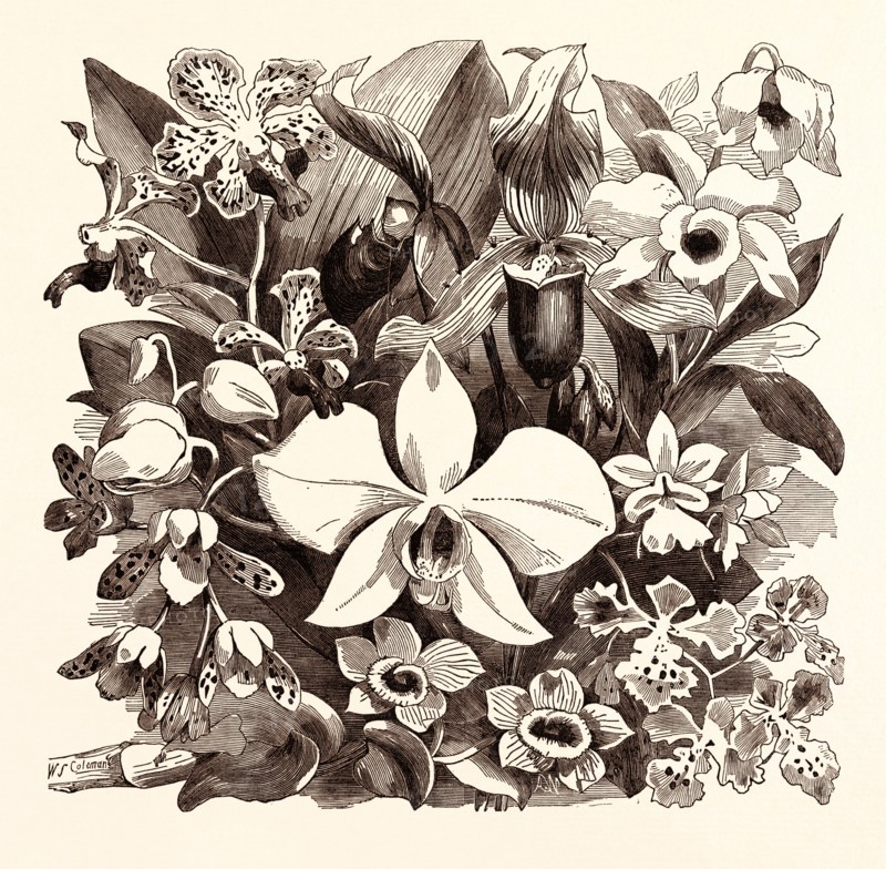 APRIL. Vanda tricolor. Ansellia Africana. Cypripedium barbatum. Phalaenopsis Grandiflora. Dendrobium Cambridgeanum. Dendrobium nobile. Calanthe vestita. Oncidium sarcoides.