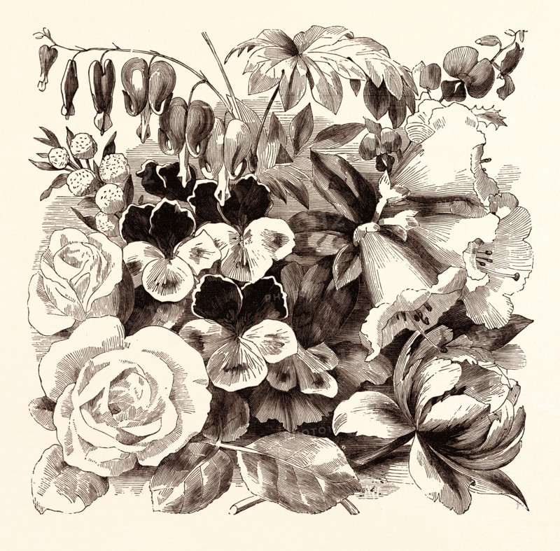 MAY. Delytra spectabilis. Acacia unduloefolia. Rosa Devoniensis.  Pelargonium Gaiety. Chorozema varium. Rhododendron ciliatum. Tulipa suaveolens.