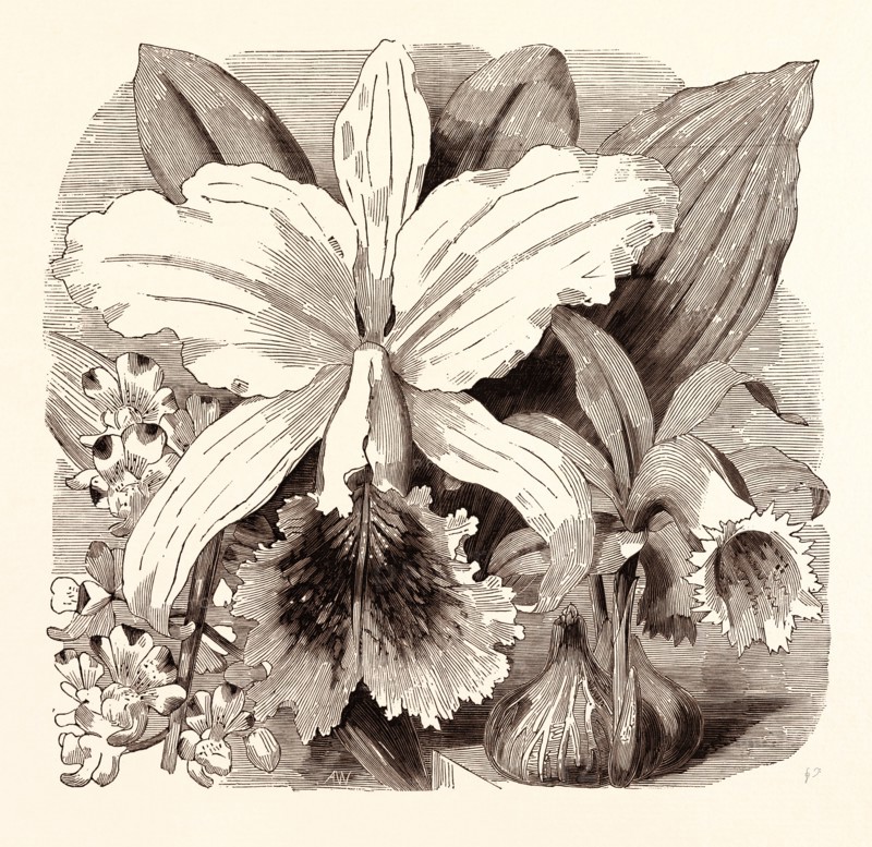 JUNE. AErides quinquevulnera. Cattleya Mossiae. Coelogyne Wallichiana.