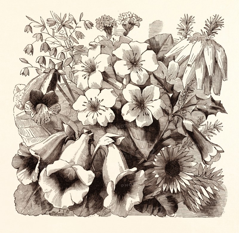 JULY. Sollya Drummondi. Achimeses gigantea. Gloxinia "Napoleon" G. tripedia. Erica rubella. Rhododendron "Princess Royal." Erica intermedia. Desfontainia spinosa. Helipterum humile.